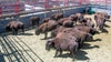 100 Grand Canyon bison relocated to South Dakota