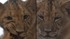 Phoenix Zoo announces names of 2 lion cubs after online voting contest