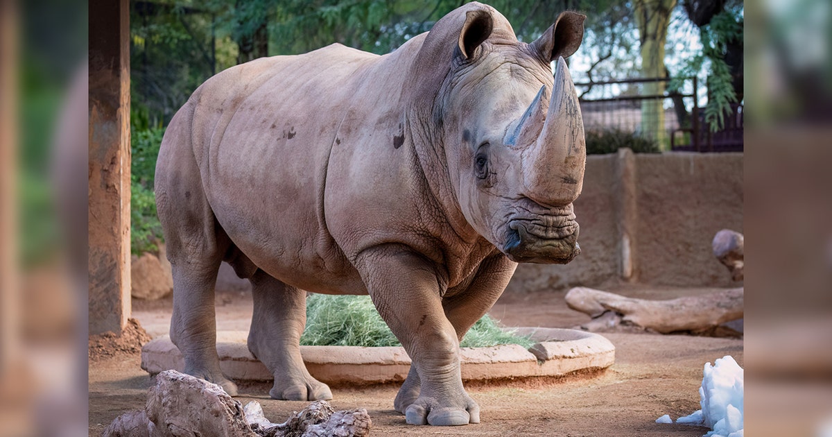 KSAZ-Howard-The-Rhino-Phoenix-