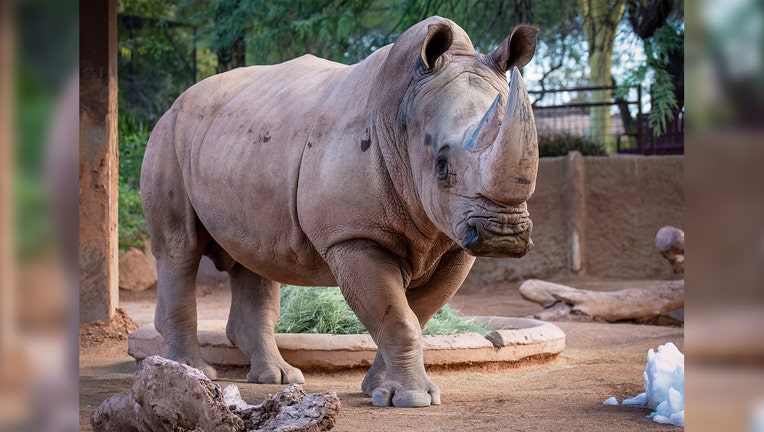 Howard, a Southern White Rhino at the Phoenix Zoo. (Photo Courtesy: Phoenix Zoo)