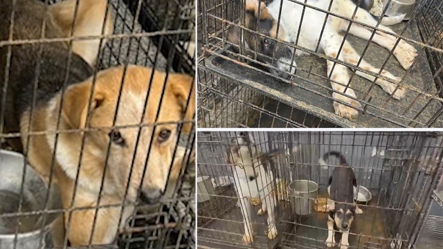 Puppy Luv animal shelter to surrender remaining dogs to Arizona Humane Society