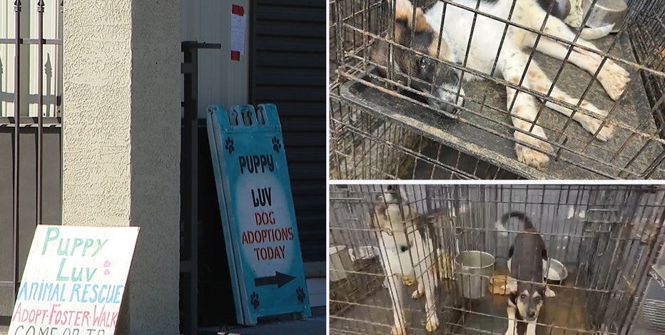 Too many dogs': Arizona Humane Society cracks down on filthy