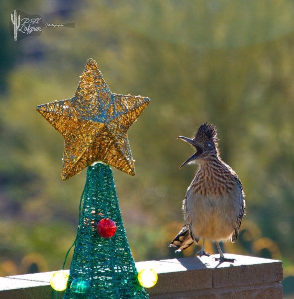 Arizona Photo of the Day - November 2024