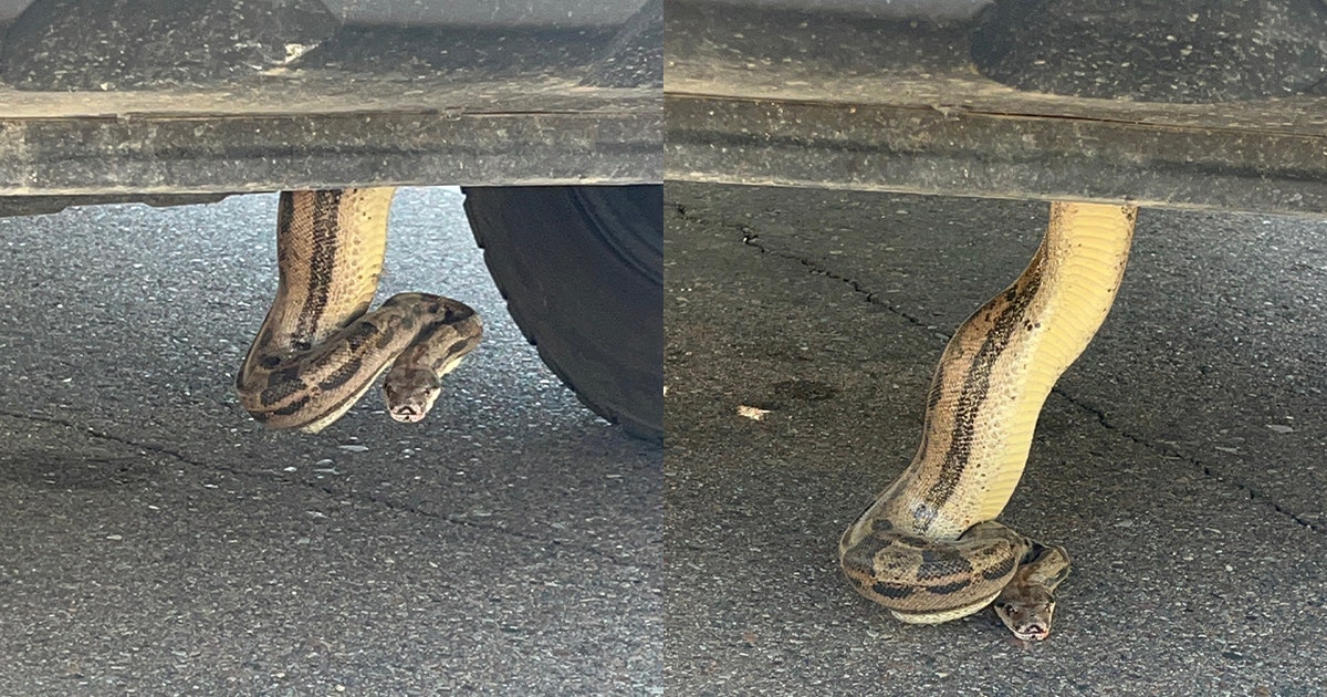Slithering surprise in Scottsdale: Man finds boa constrictor