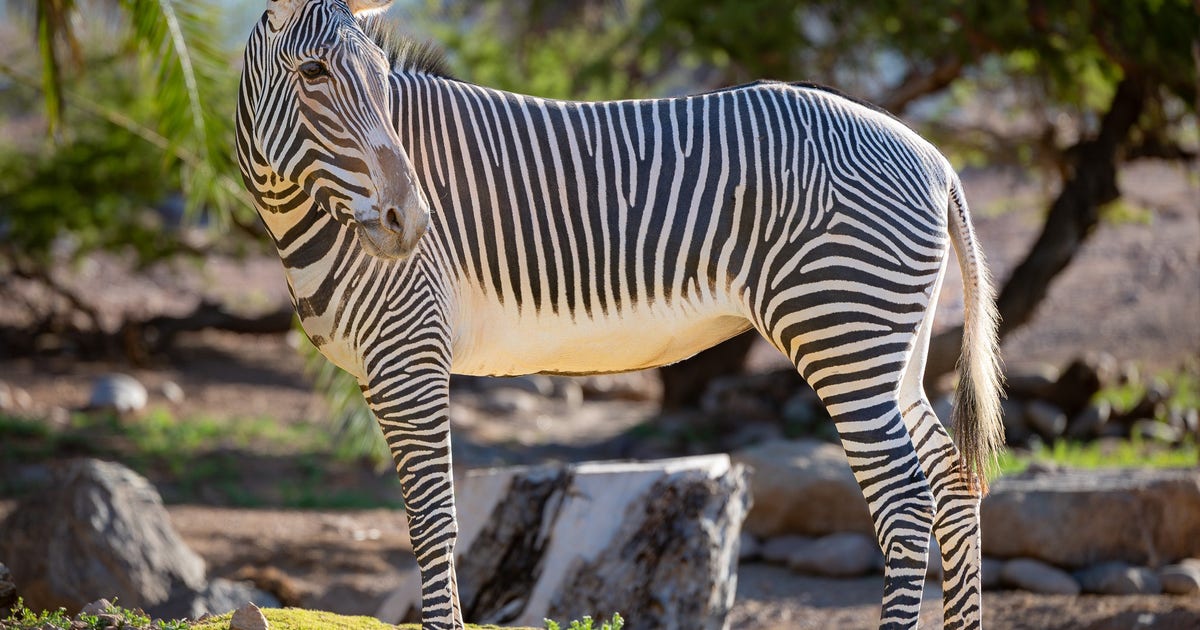 zebra.jpeg?ve=1&tl=1