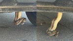 Boa constrictor removed from under pickup truck: Scottsdale FD