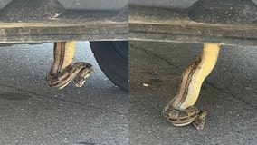 Slithering surprise in Scottsdale: Man finds boa constrictor dangling from his truck