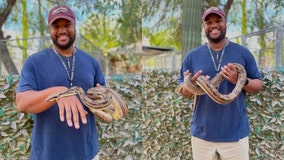 Boa constrictor is back home with original owner after being found in Arizona's man's truck