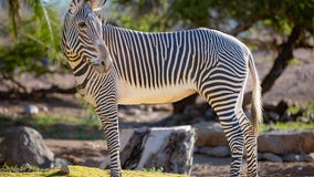 Phoenix Zoo welcomes new Grevy's zebra from San Diego Zoo