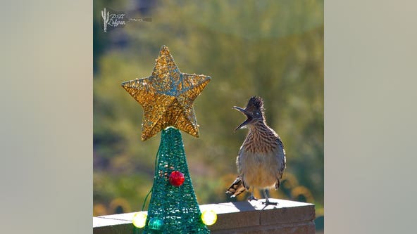 Arizona Photo of the Day - November 2024