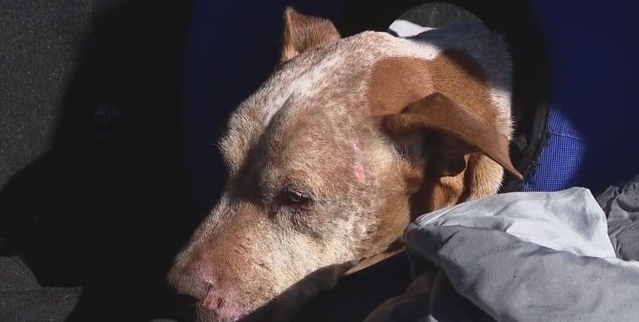 Dog reunited with owner after pet transporter lost him in Mesa