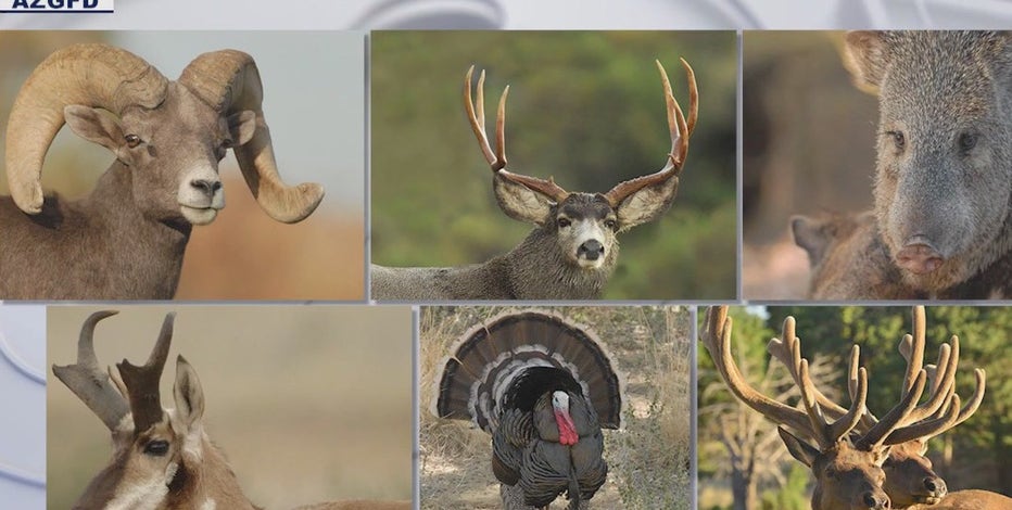 14 suspects in trouble for poaching wildlife, Arizona AG says