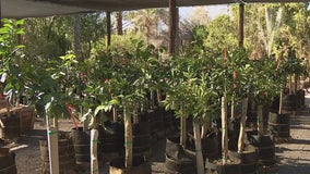 Freeze Warning in Phoenix threatens citrus plants as Valley nurseries prepare