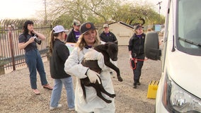 Dozens of dogs relocated to Arizona amid overwhelmed shelters from the California fires