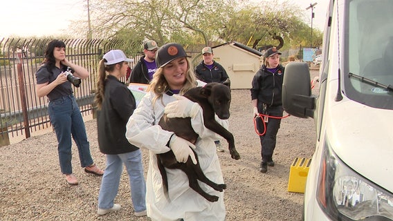 Dozens of dogs relocated to Arizona amid overwhelmed shelters from the California fires