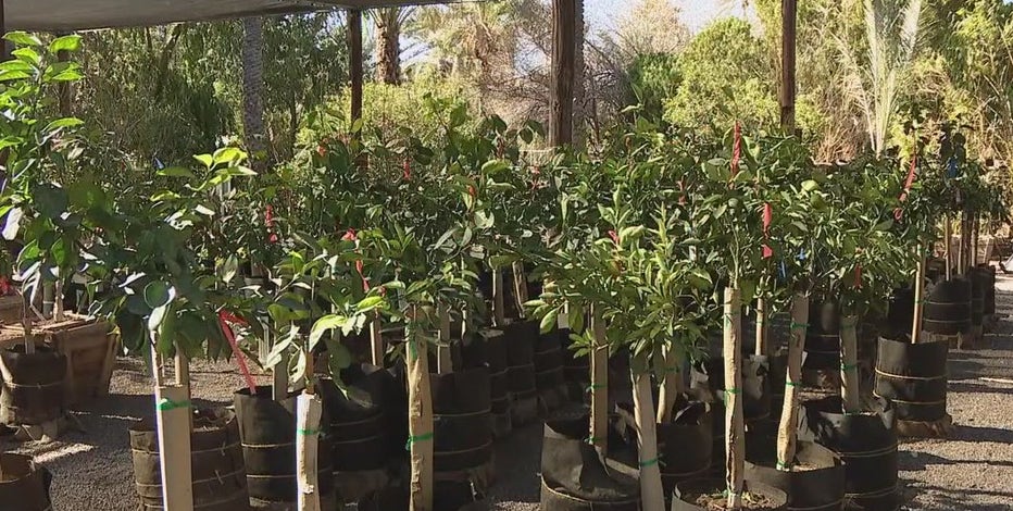 Freeze Warning in Phoenix threatens citrus plants as Valley nurseries prepare
