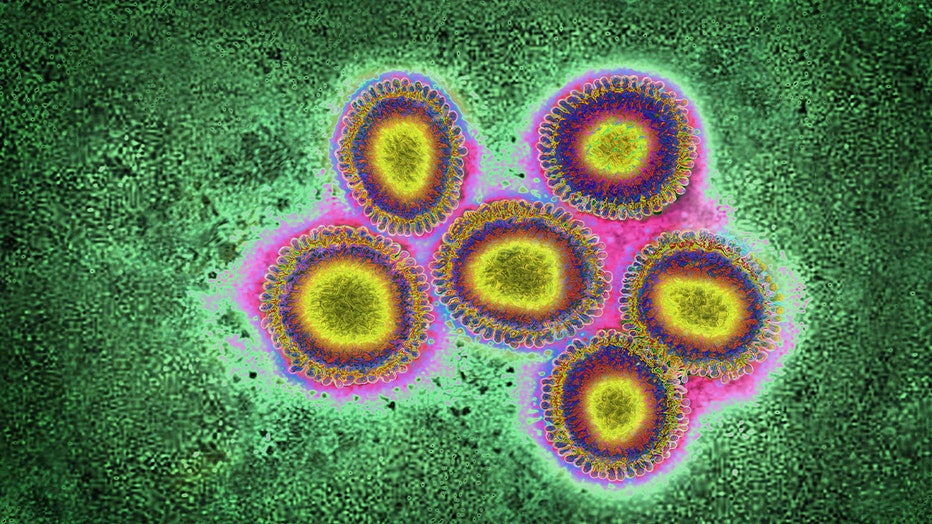 Flu virus, as seen under a microscope. (Photo by: CAVALLINI JAMES/BSIP/Universal Images Group via Getty Images)