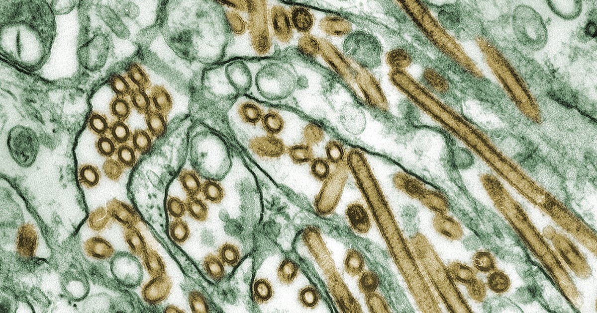 H5N1 bird flu found in milk produced by dairy cattle: AZDA | FOX 10 Phoenix