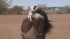 Dally and Spanky: Dog and miniature horse form unique bond