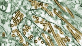 H5N1 bird flu found in milk produced by dairy cattle: AZDA