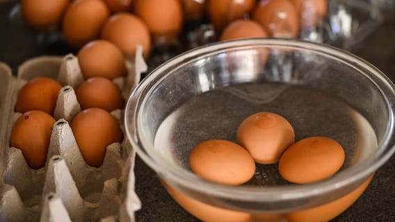 Bird flu: High egg prices prompt discussion on vaccinating chickens in the U.S.