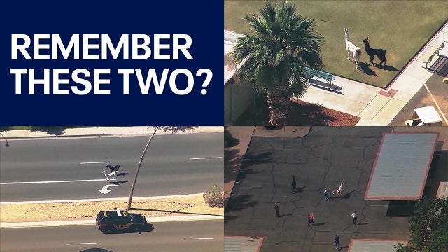 Llama Drama: It's been 10 years since a pair of Arizona animals captured the world's attention