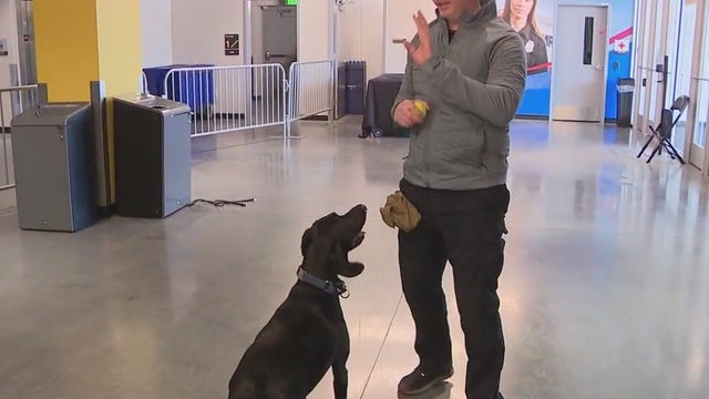 Arizona State tennis team donates balls to ASU Police K-9s