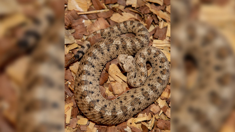 Sidewinder Rattlesnake (Photo by Laurie Pearson, Marine Corps Logistics Base Barstow)