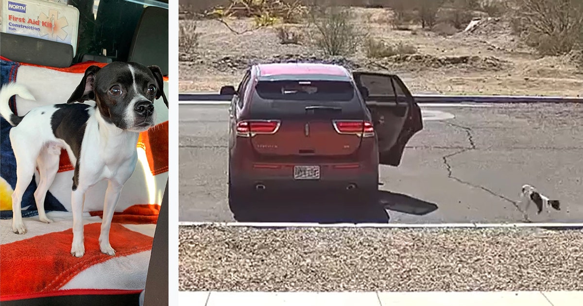 Surprise dog abandoned: Suspects turn themselves in to police | FOX 10 ...