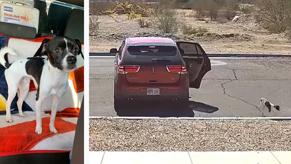 Surprise dog abandoned: Suspects turn themselves in to police