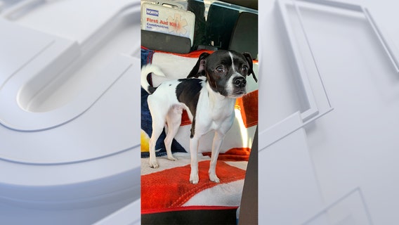 Surprise Police officer adopts pup who was pushed out of a car