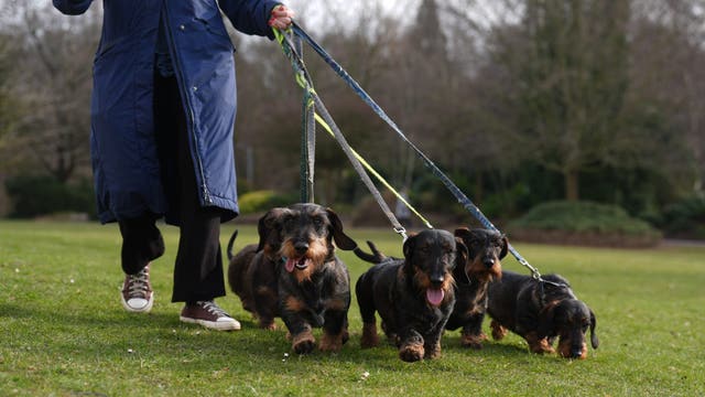 Arizona Senate passes bill that will crackdown on domestic animal cruelty