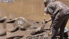 Volunteers rescue mare and her foal from mud pit in Navajo County
