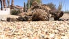 Saguaro cactus struggling in extreme heat