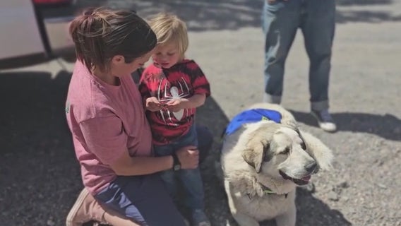 Buford the dog honored after keeping missing little boy safe