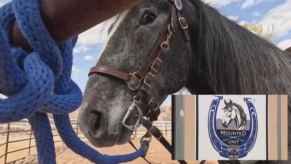 Scottsdale Police Mounted Unit trains new horse for dealing with large crowds and loud noise