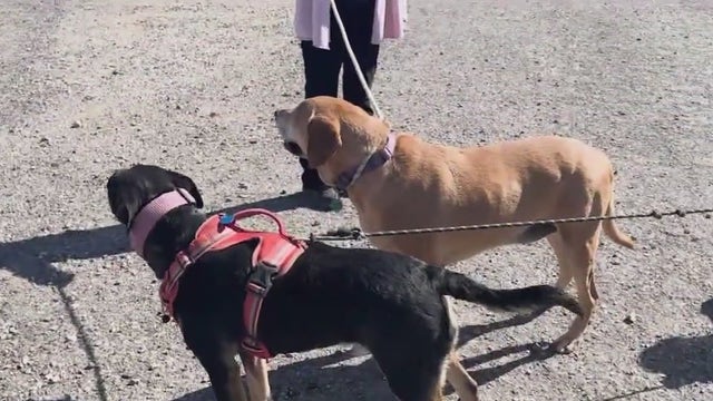 Dogs stay by each other's sides while going missing in Arizona desert