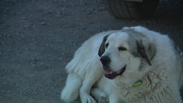 Buford the dog helps rescue missing Arizona boy