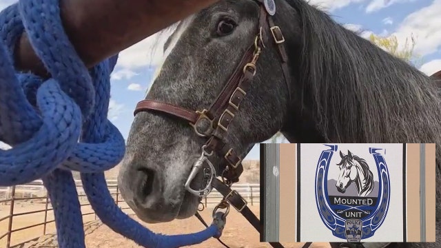 Scottsdale Police Mounted Unit trains new horse for dealing with large crowds and loud noise