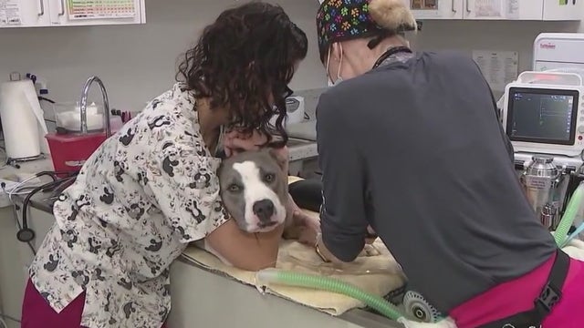 Vet visits might cost more after Trump's 10% baseline tariffs