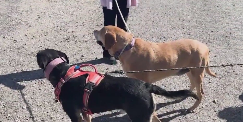 Dogs stay by each other's sides while going missing in Arizona desert