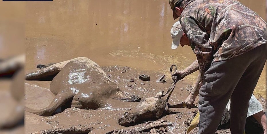 Volunteers rescue mare and her foal from mud pit in Navajo County