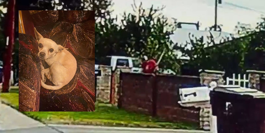 Chihuahua beaten to death caught on camera leaves Peoria family in shock