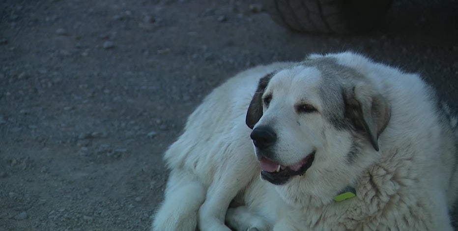 Buford the dog helps rescue missing Arizona boy
