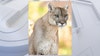 Phoenix Zoo mourns Mystic the Mountain Lion