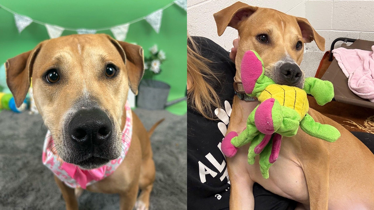 Phoenix pup looking for a forever home as hundreds of days pass by