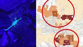 Scorpion hotspot leaves Gilbert homeowner hunting 8 to 10 arachnids per night