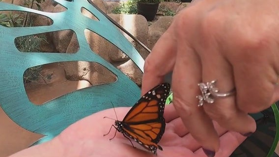 How you can help increase Arizona's monarch butterfly population