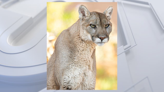 Phoenix Zoo mourns Mystic the Mountain Lion