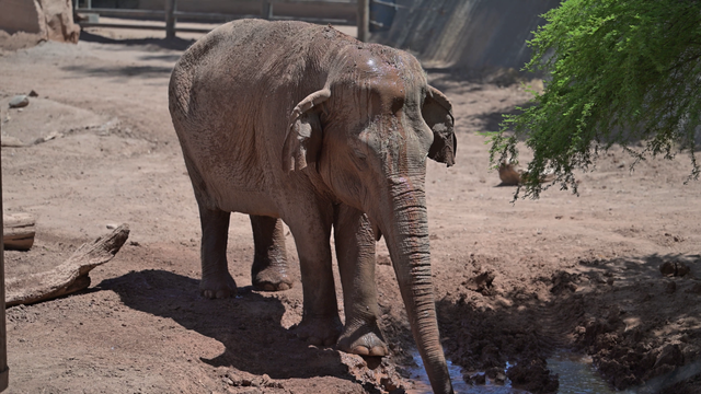 Indu, Phoenix Zoo's Asian elephant, dies at age 59